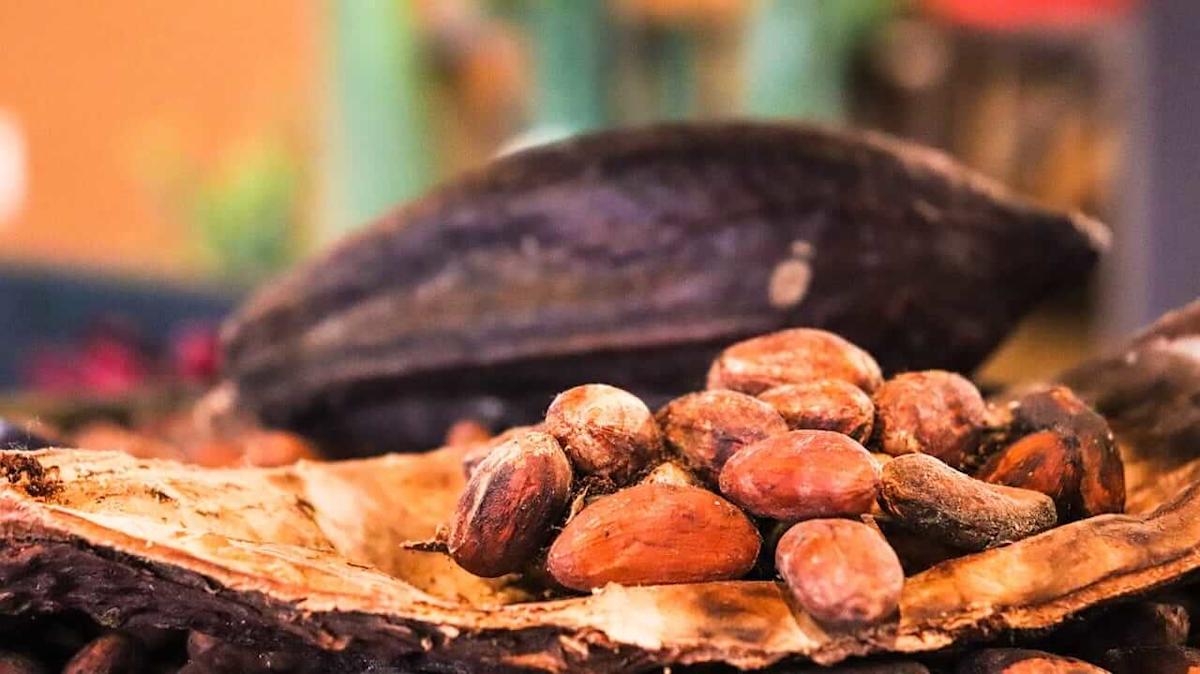 Condiciones de crecimiento favorables en los precios de cacao de martillos de África occidental