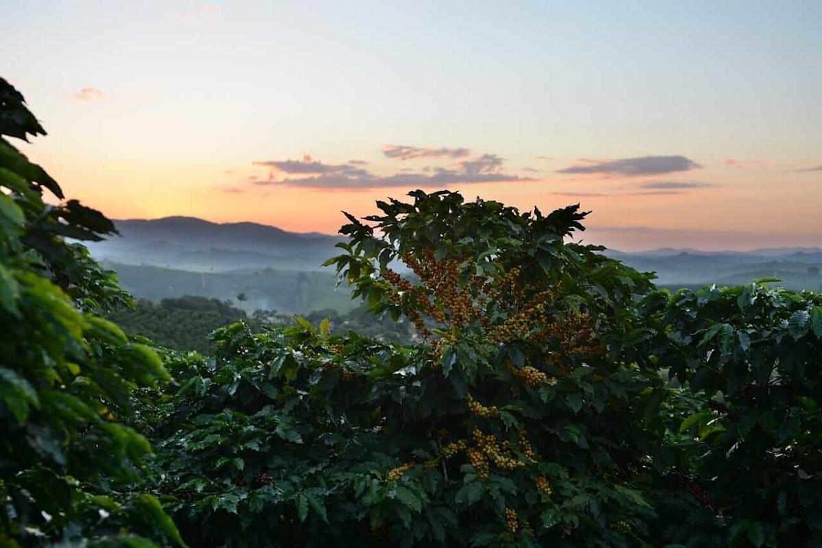 La lluvia floja y las amenazas de las heladas en Brasil empujan los precios del café mucho más altos